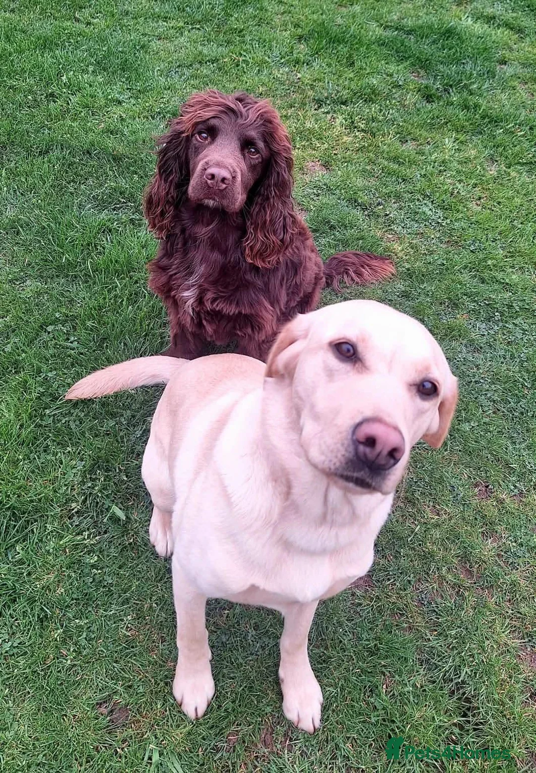 Labrador Retriever dogs for sale: Rumi & Tala - Advert 7
