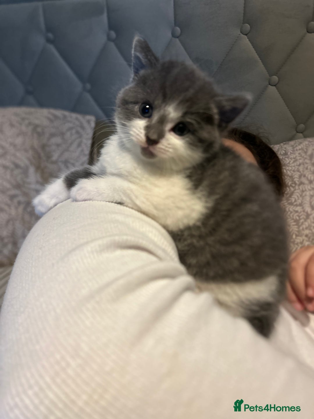 Russian Blue cats for sale: Beautiful Mixed Russian blue kittens  - Advert 1