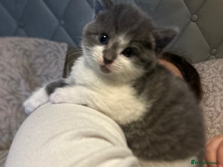 Russian Blue cats Beautiful Mixed Russian blue kittens - Advert 11