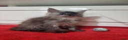 Maine Coon cats for sale: Beautiful Maine Coon Kittens - Advert 14