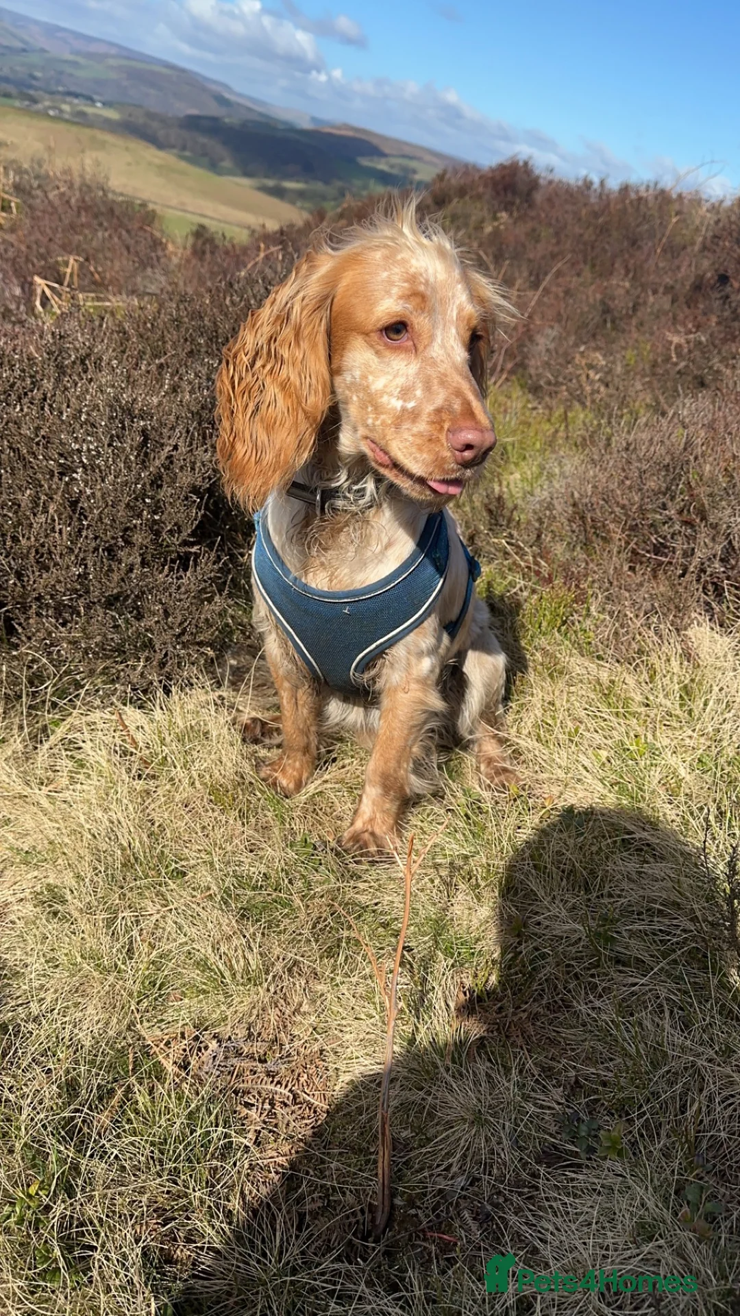 Cocker Spaniel dogs for stud: Rico is ready for Breeding - Advert 3
