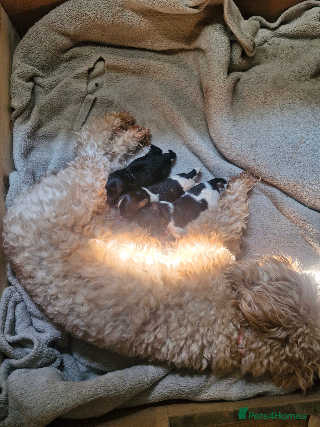 Mixed Breed dogs for sale: **Only 1 Boy Left** Miniture Cavapoo X Sproodle - Image 6