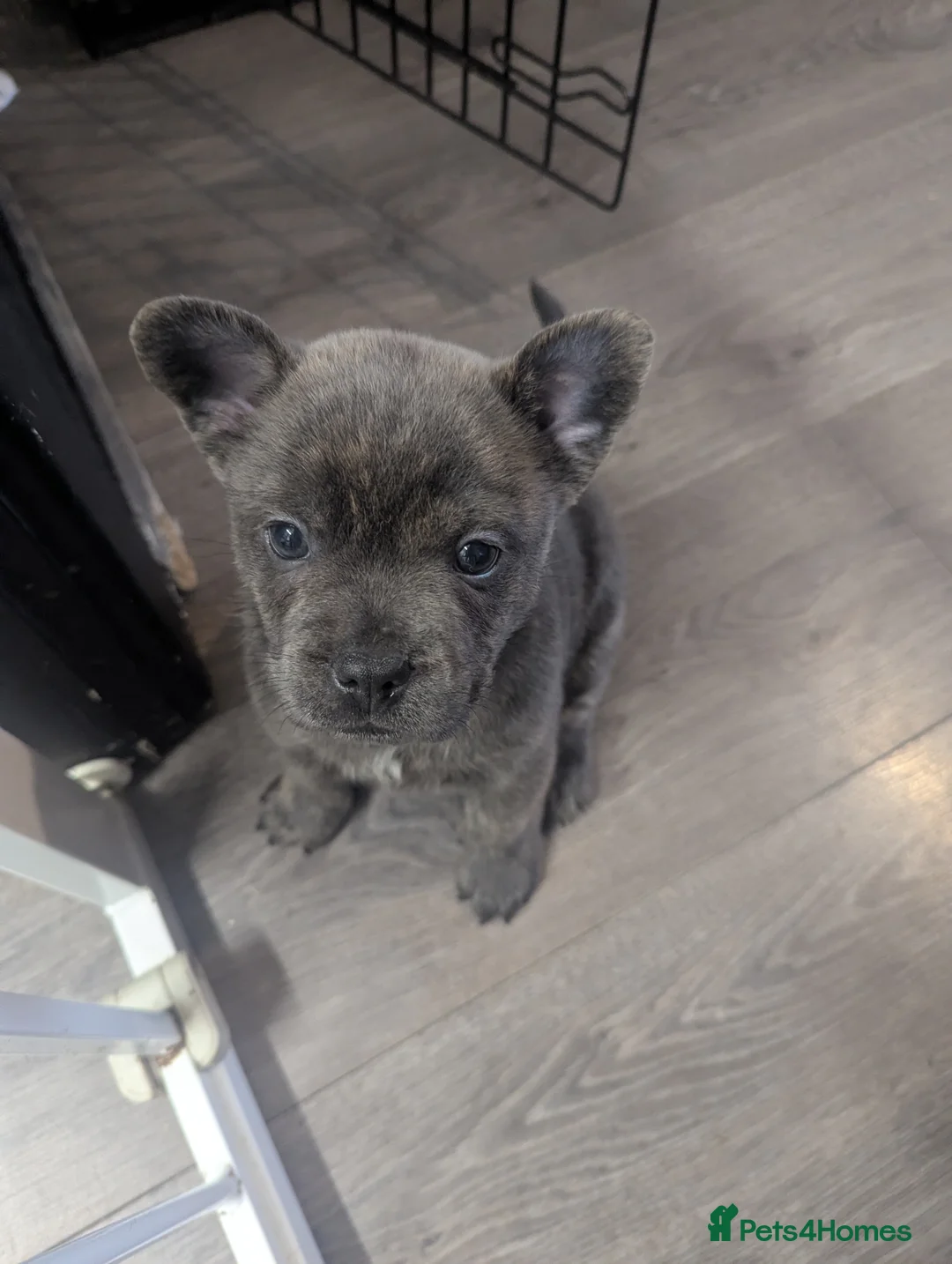 Mixed Breed dogs for sale:  3 Frow Frow girls available - Advert 14