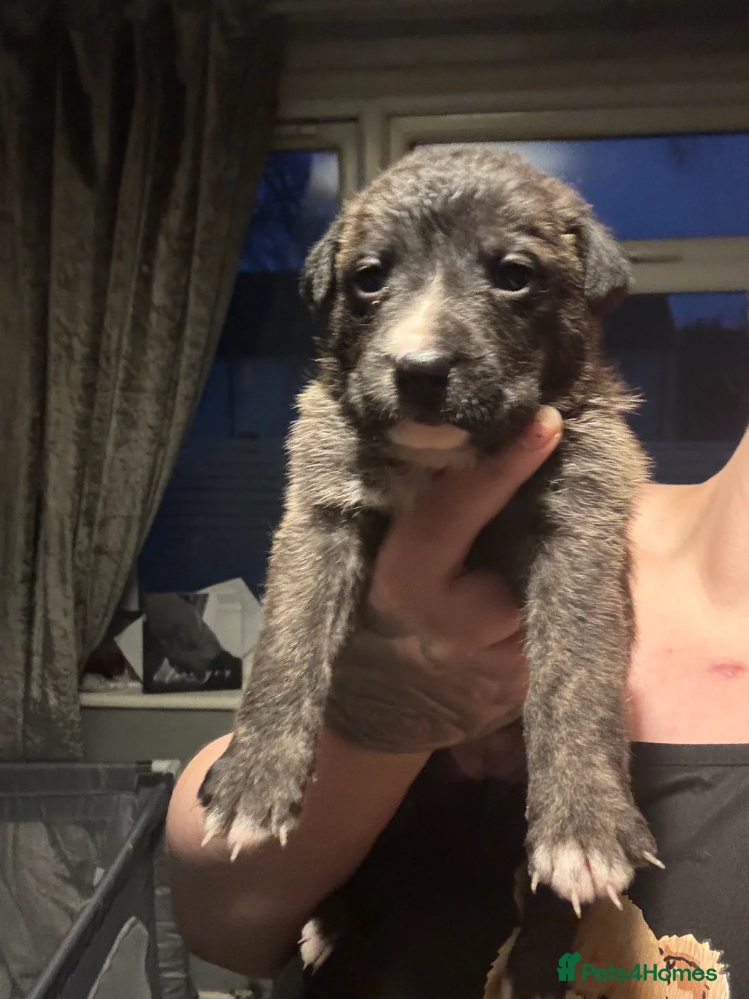 Mixed Breed dogs for sale: Beautiful staff x gsd puppies - Advert 26