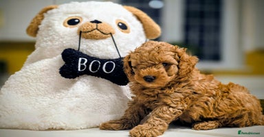 Toy Poodle dogs - Advert 20