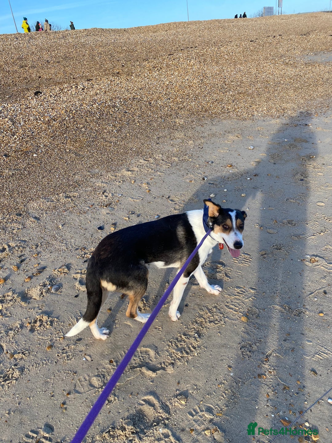 Mixed Breed dogs for adoption: Angel 👼🏼  - Advert 2