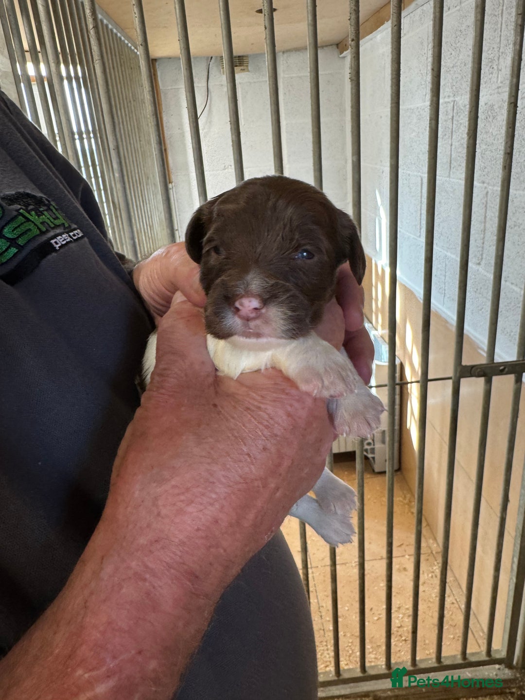 English Springer Spaniel dogs for sale: Springer Spaniel Pups - Image 4