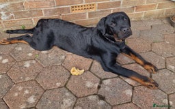 Rottweiler dogs for sale: Kenai  - Image 4