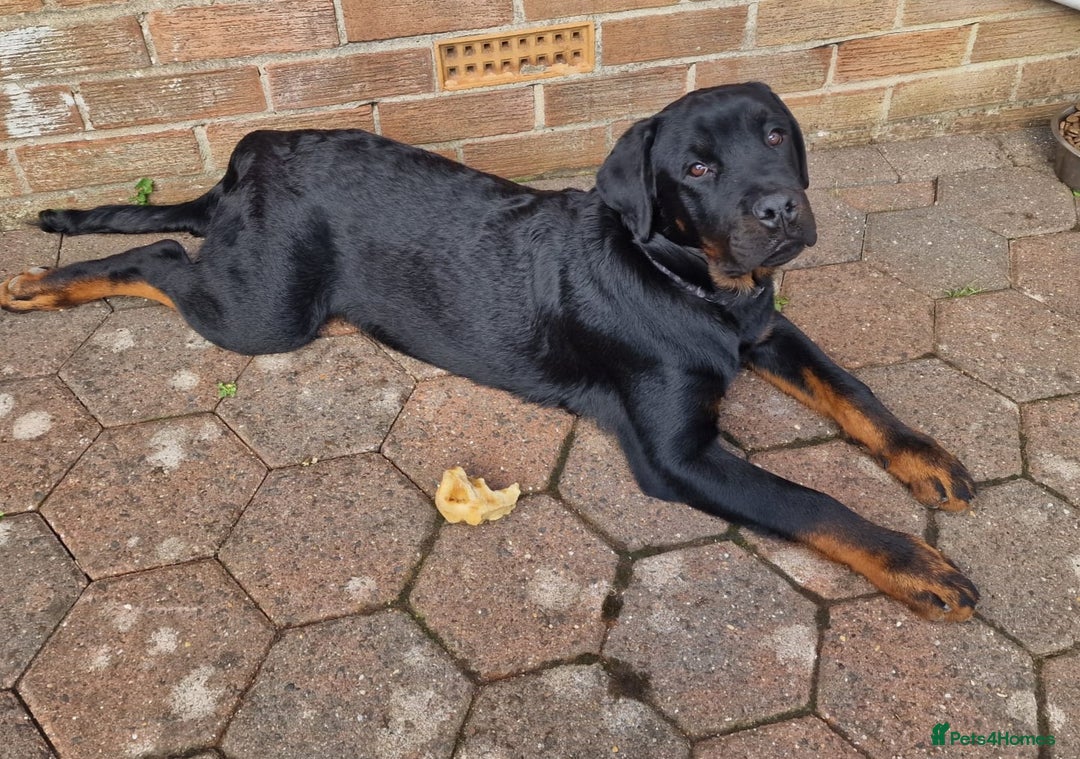 Rottweiler dogs for sale: Kenai  - Image 4