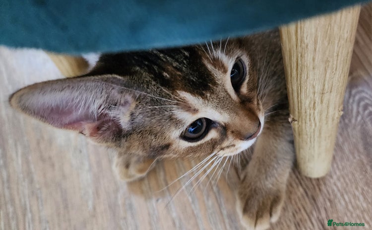 Abyssinian cats - Advert 4