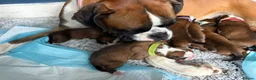 Boxer dogs for sale: Beautiful Boxer Puppies - Advert 10