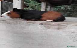 Guinea Pig rodents for sale: Tort and White Baby Boars. - Image 2