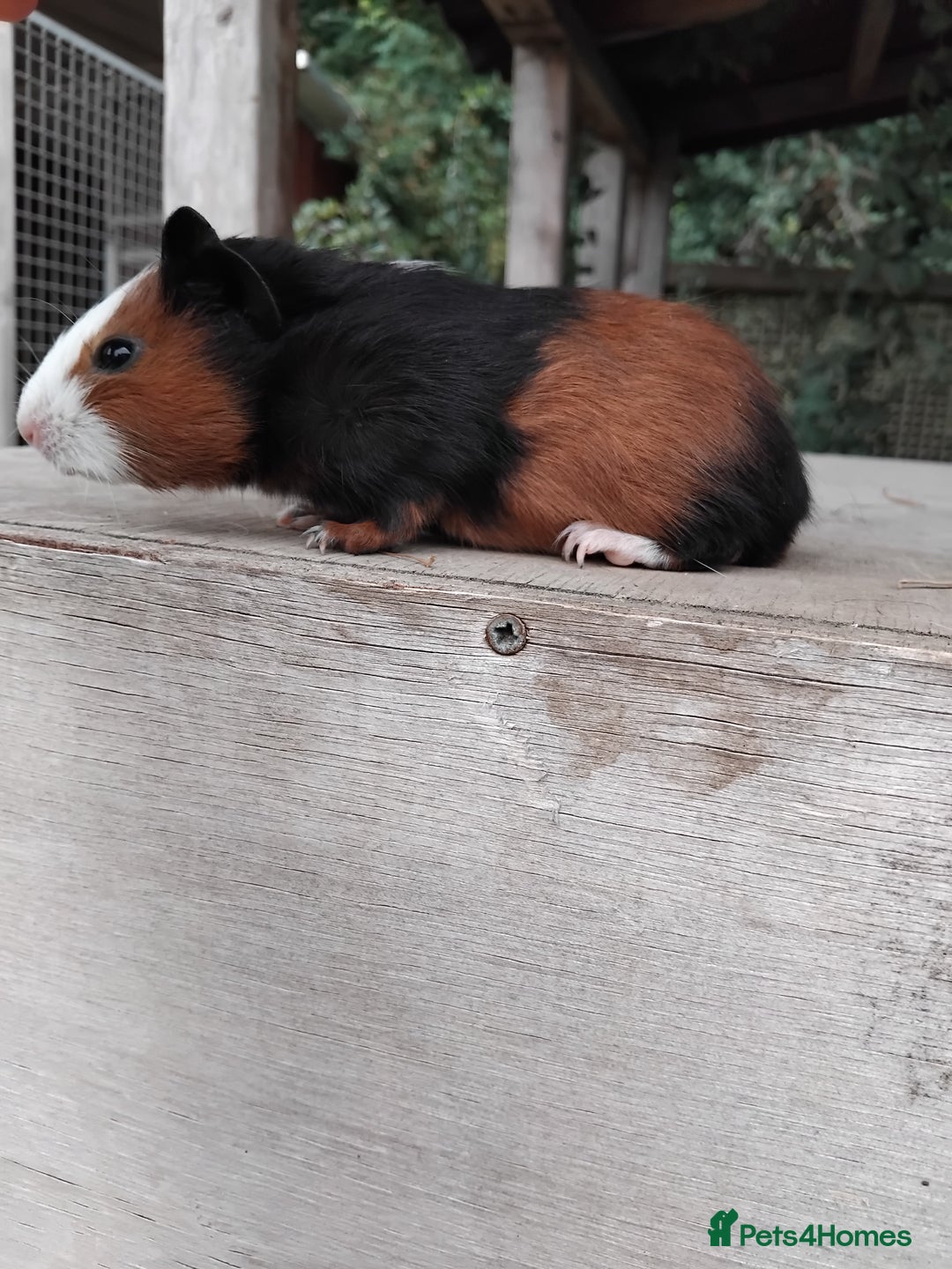 Guinea Pig rodents for sale: Tort and White Baby Boars. - Image 2