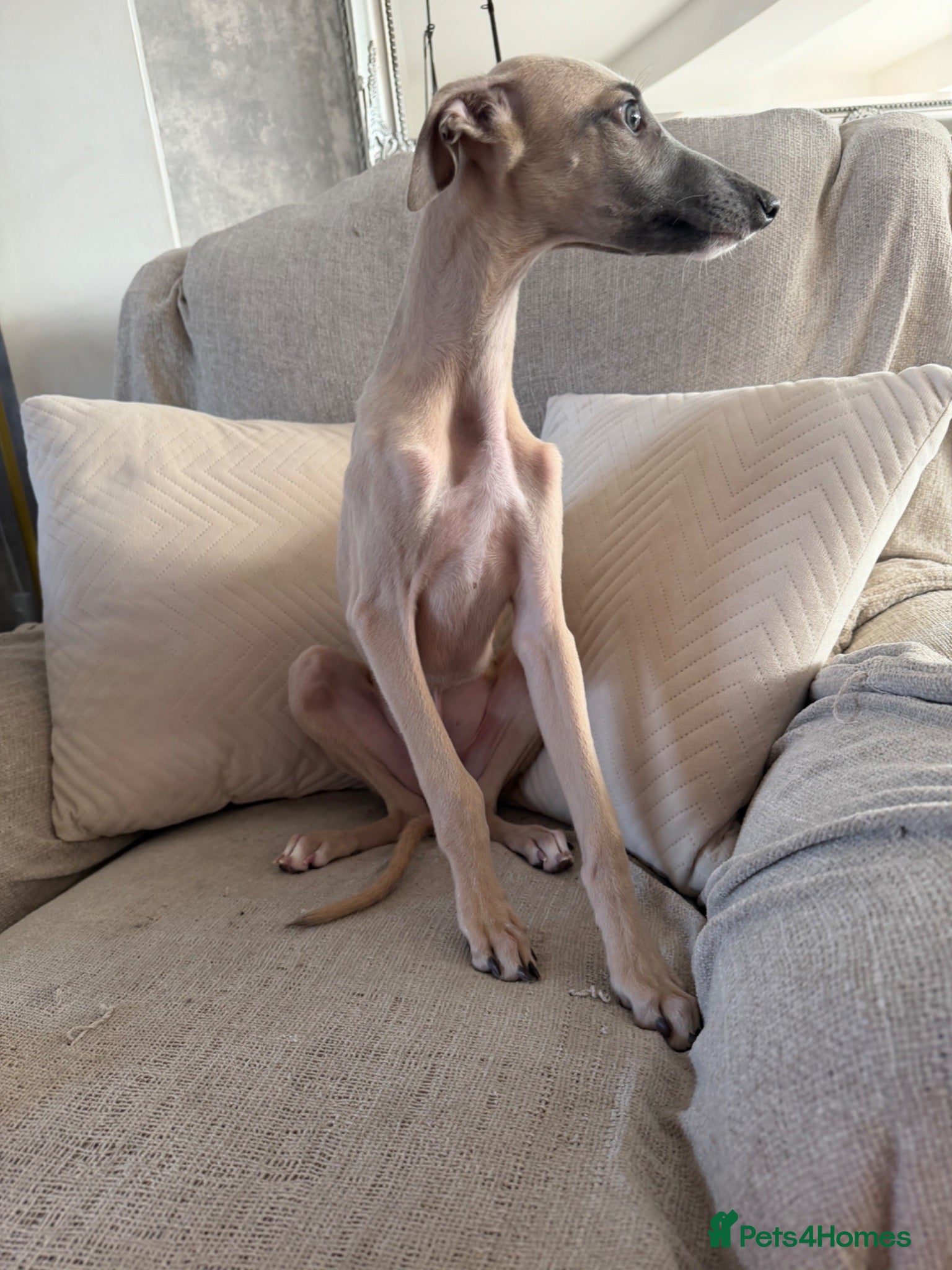 Whippet dogs Kennel club registered whippets ready now  - Advert 2
