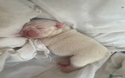 English Bulldog dogs for sale: 4 KC English Bulldog Puppies  - Image 6