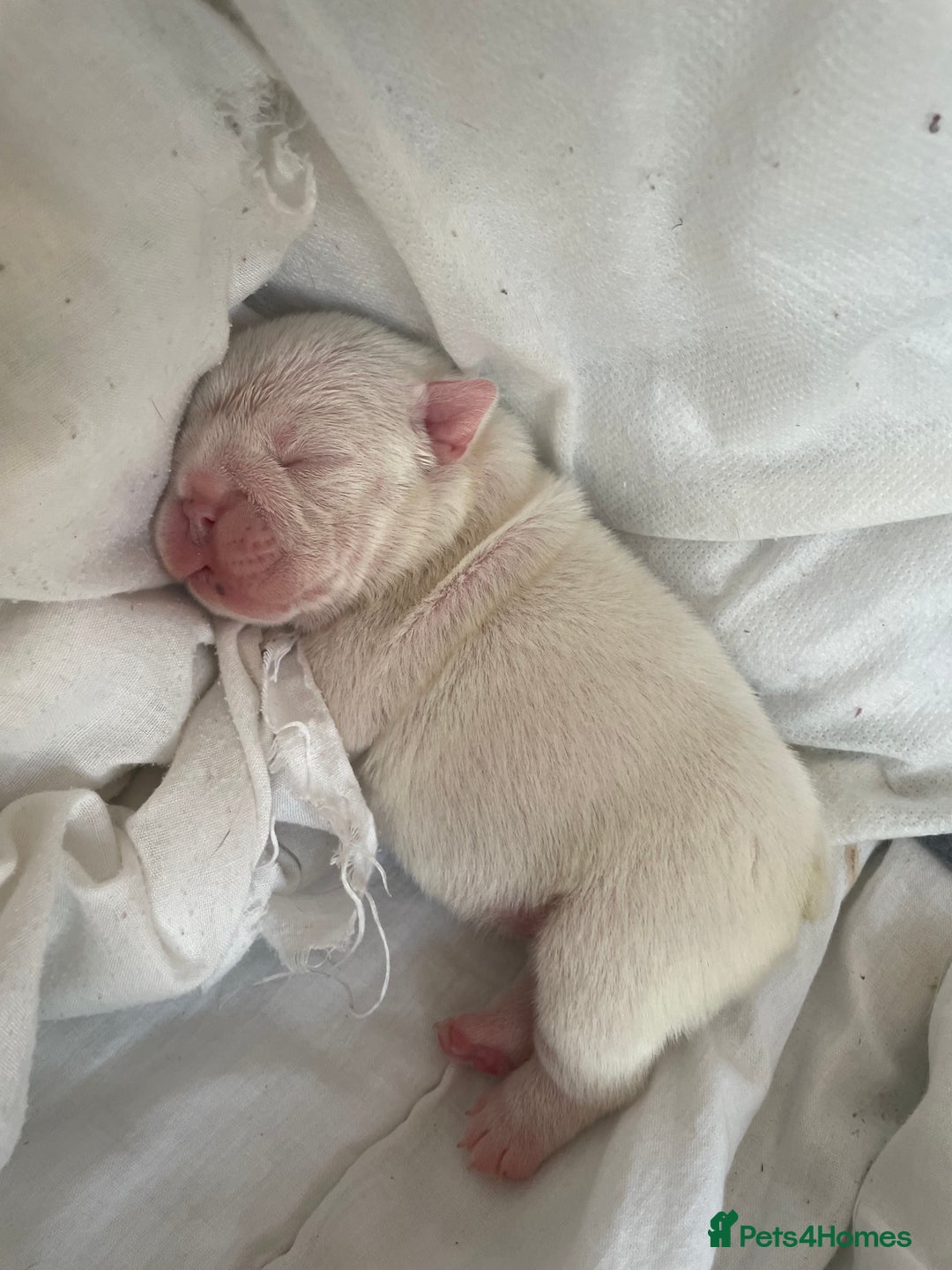 English Bulldog dogs for sale: 4 KC English Bulldog Puppies  - Image 6