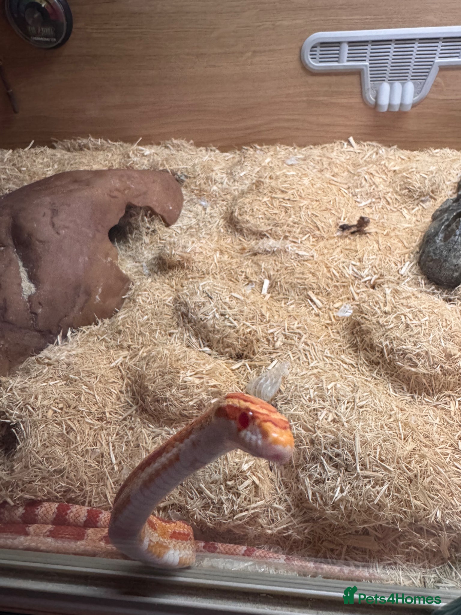 Corn Snake reptiles Corn snake  - Advert 2