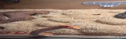 Corn Snake reptiles for sale: Corn snake  in Aylesbury - Advert 2