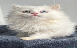 Turkish Angora cats for sale: Stunning Turkish Angora x Persian kittens  - Image 10