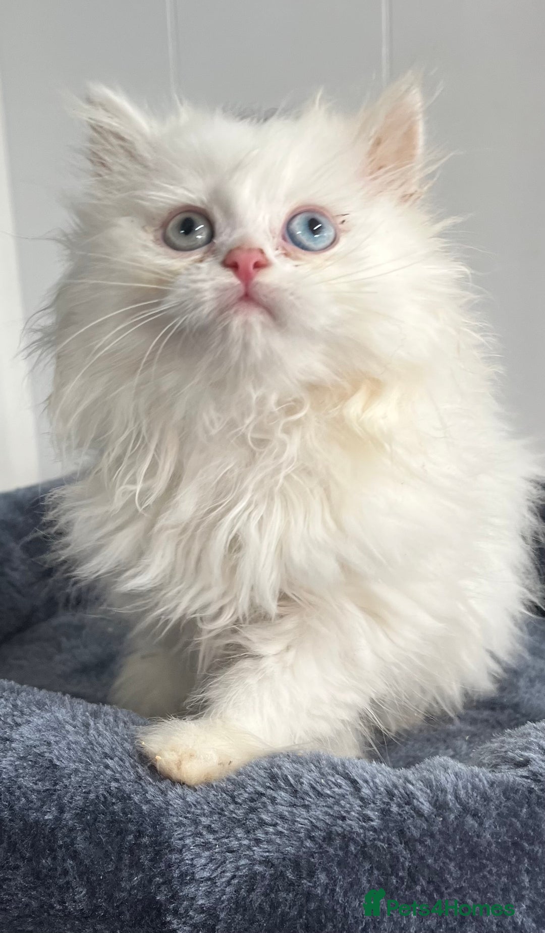 Turkish Angora cats for sale: Stunning Turkish Angora x Persian kittens  - Image 10