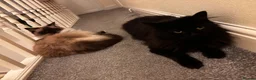 British Longhair cats for sale: Pablo - The Hunter  - Advert 4