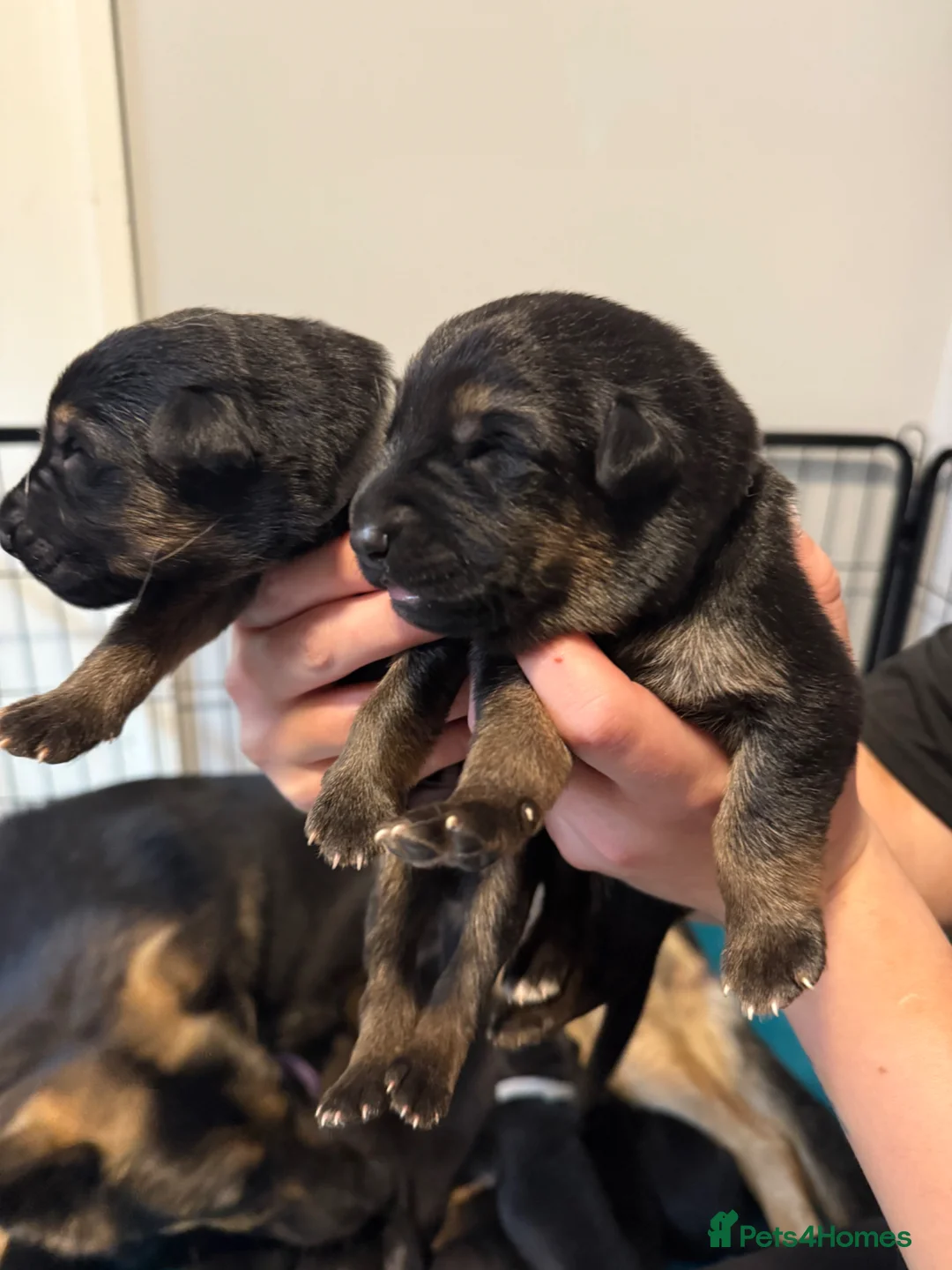 German Shepherd dogs for sale: German shepherd pup - Advert 2