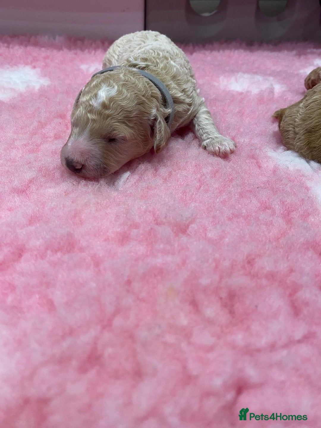 Labradoodle dogs for sale: Multi- Generation Toy/Mini parti Labradoodles   - Advert 15