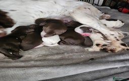 Cocker Spaniel dogs for sale: 7 pups for sale - Image 4