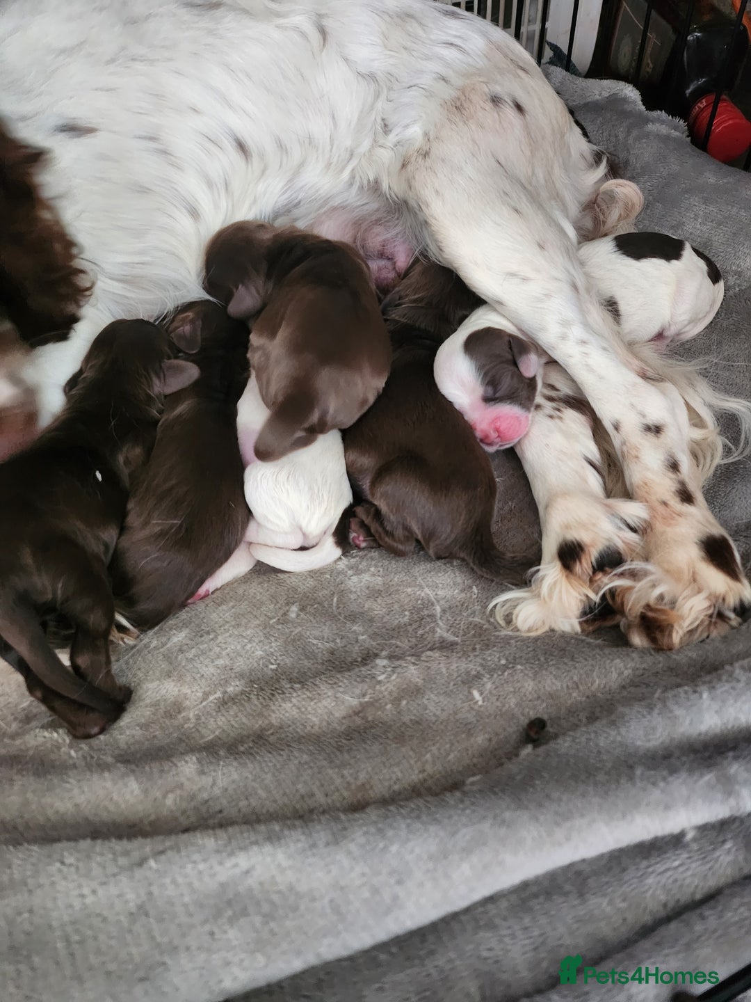 Cocker Spaniel dogs for sale: 7 pups for sale - Image 4