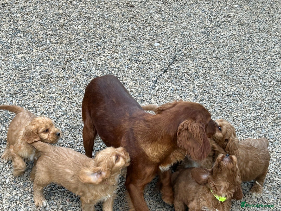 Cockapoo dogs for sale: Cockapoo puppies f1 gorgeous little babys - Advert 30