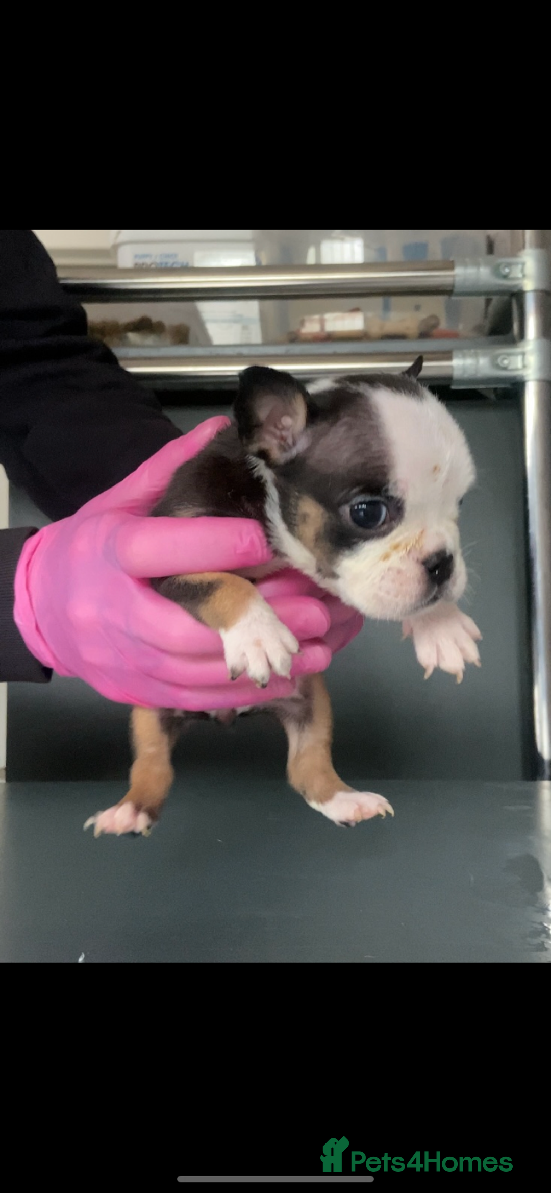 English Bulldog dogs for sale: KC registered English Bulldog Puppies  - Image 10