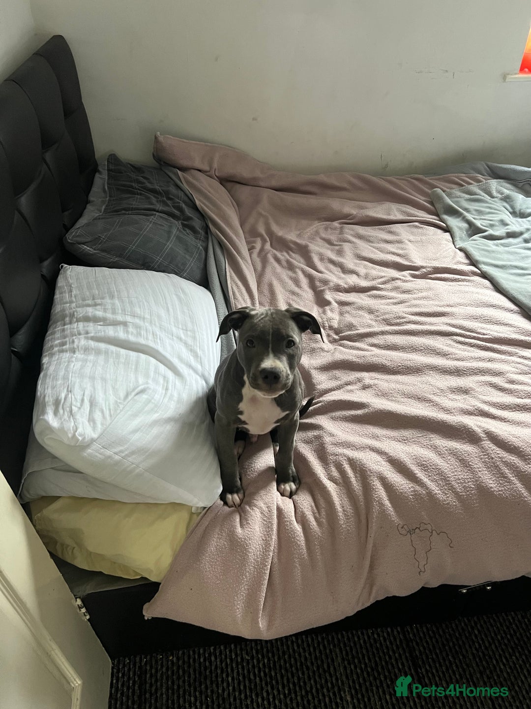 Staffordshire Bull Terrier dogs for sale: Blue  - Image 14