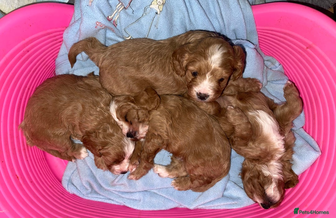 Cavapoo dogs for sale: Premium DNA Health Tested F1 Cavapoo Puppies - Advert 12