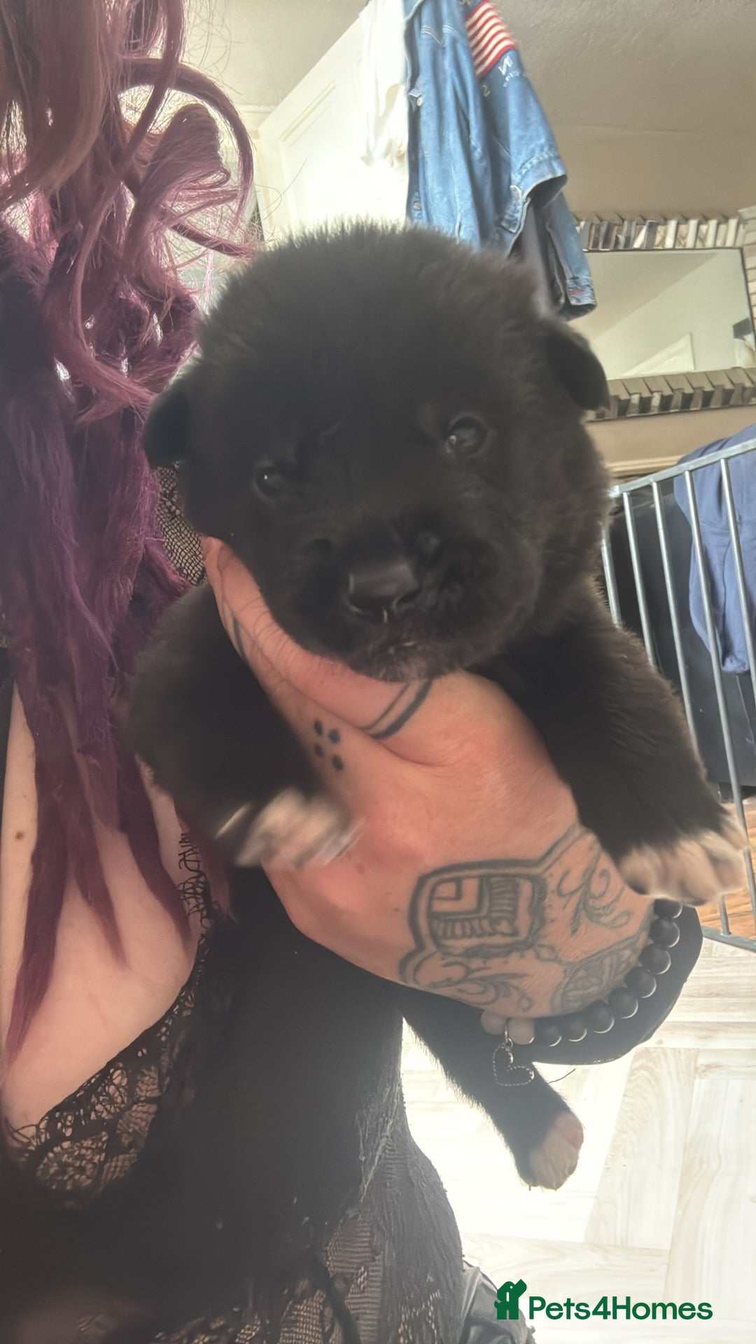 Mixed Breed dogs for sale: Beautiful lab cross Akita puppies available - Image 4