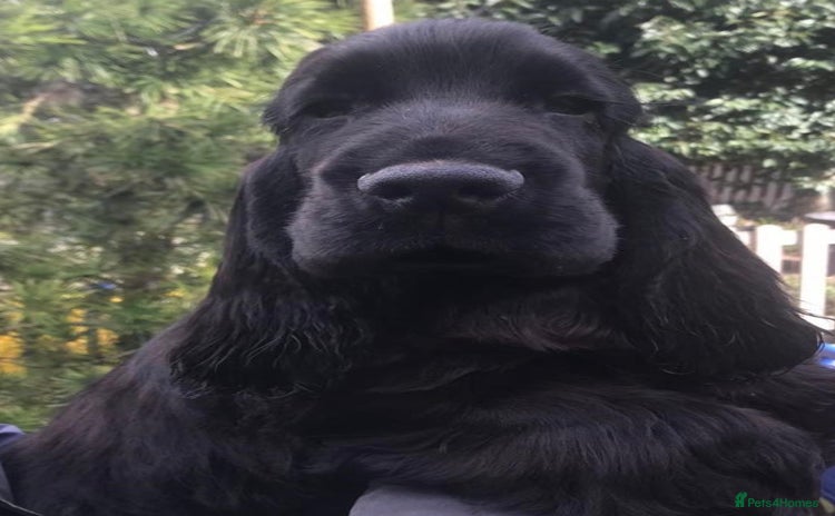 Cocker Spaniel dogs Handsome Black Show Type Cocker Spaniel Male - Advert 6
