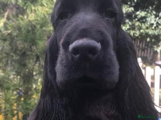 Cocker Spaniel dogs Handsome Black Show Type Cocker Spaniel Male - Advert 2