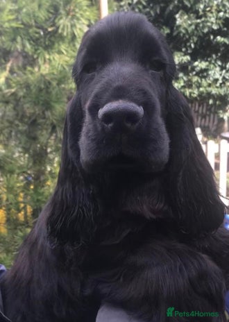 Cocker Spaniel dogs Handsome Black Show Type Cocker Spaniel Male - Advert 6