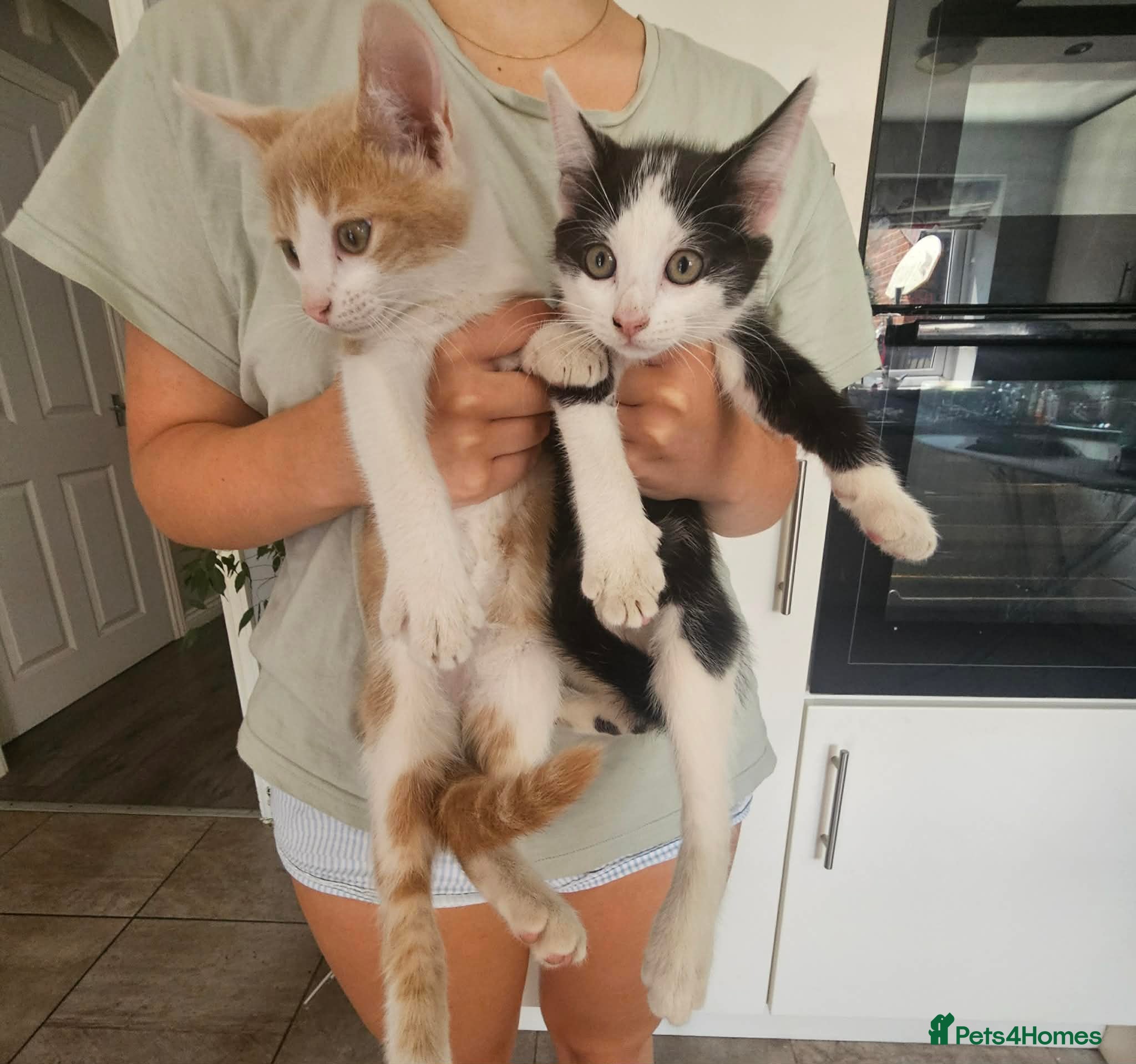 Mixed Breed cats kittens - Advert 1