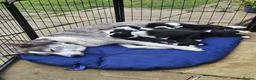 Mixed Breed dogs for sale: Border Collie/Husky Cross Puppies  - Advert 16
