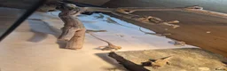 Bearded Dragon reptiles for sale: Bearded dragon babies  - Advert 4