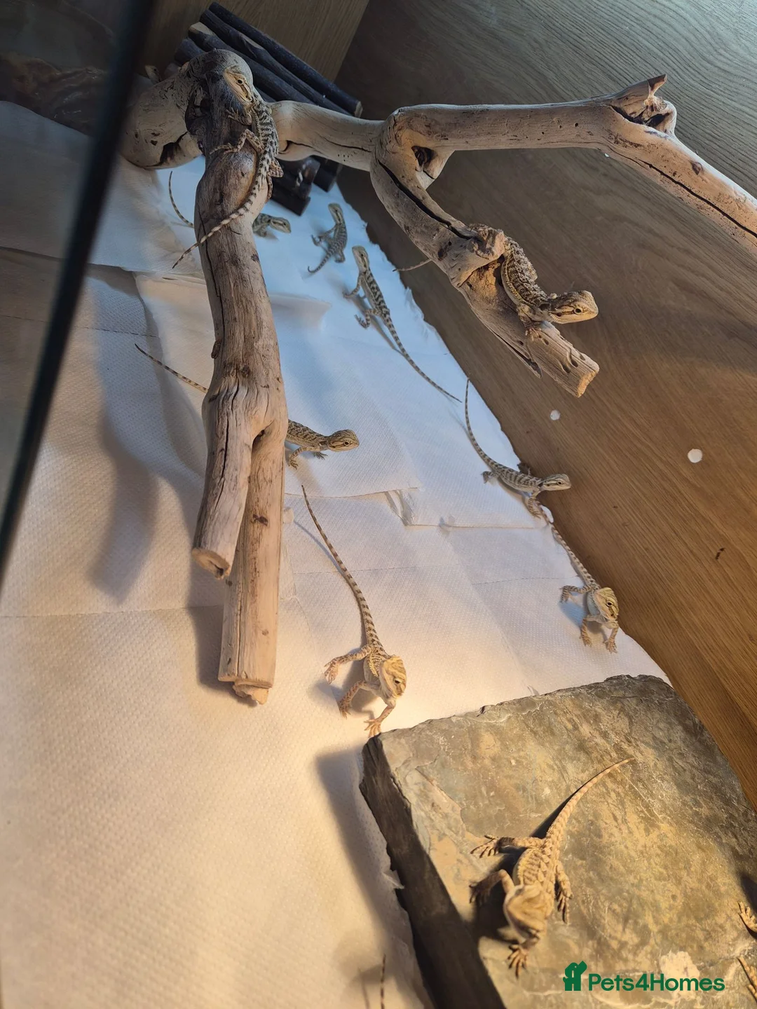 Bearded Dragon reptiles for sale: Bearded dragon babies  - Advert 4