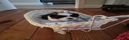 Shih Tzu dogs for sale: Shi tzu puppies  in Redcar - Advert 9