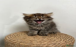 Persian cats for sale: Persian kittens for sale  - Image 15
