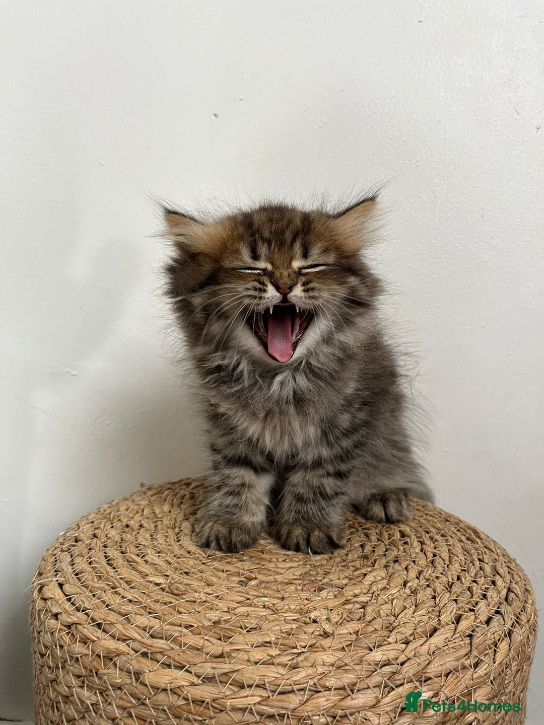 Persian cats for sale: Persian kittens for sale  - Image 15