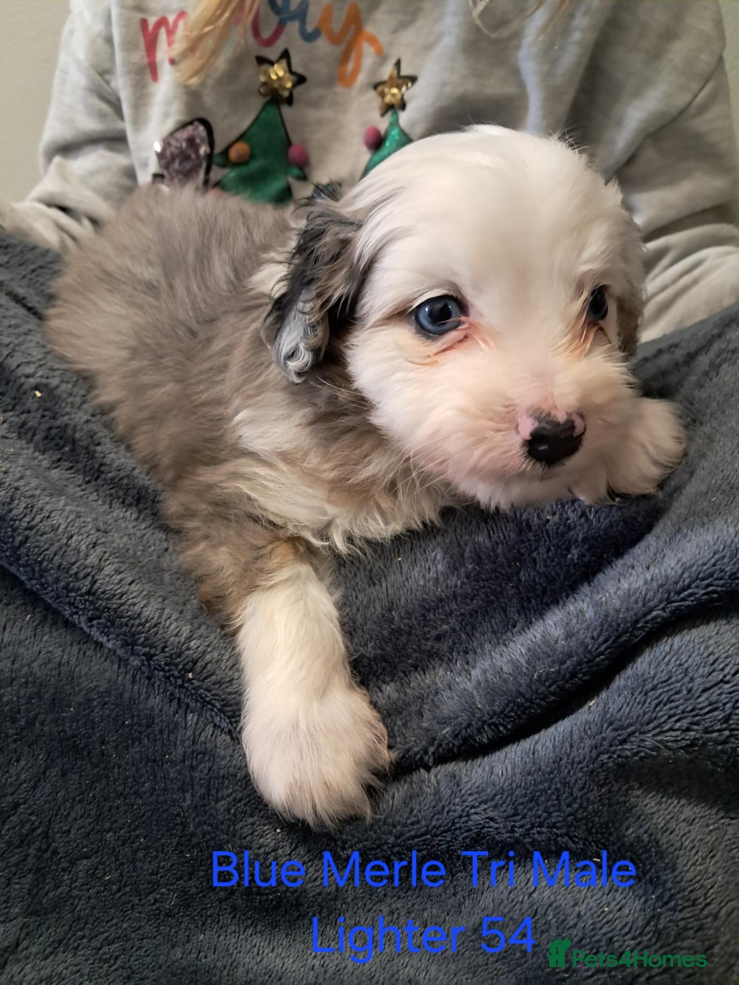 Aussiedoodle dogs for sale: Aussiedoodles - Advert 12