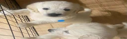 Golden Retriever dogs for sale: STUNNING SHOW LINE GOLDEN RETRIEVER PUPPIES - Advert 19