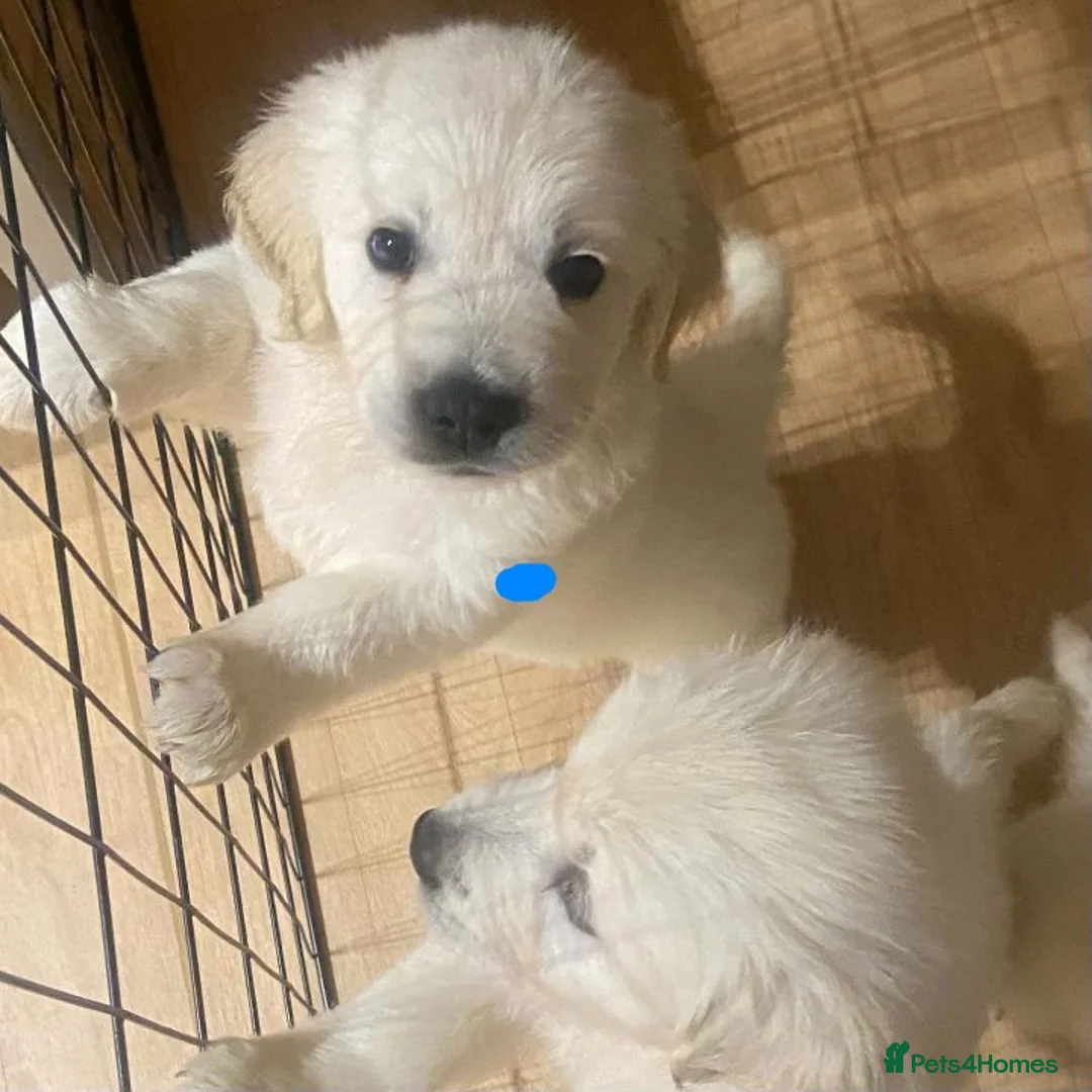 Golden Retriever dogs for sale: STUNNING SHOW LINE GOLDEN RETRIEVER PUPPIES - Advert 19