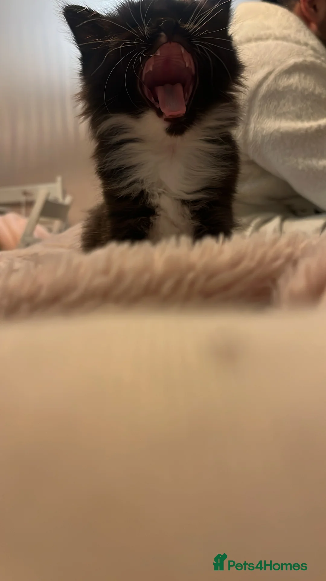 Ragdoll cats for sale:  Reserved! Ragdoll Kittens- Fluffy, Very Cuddly  - Advert 5