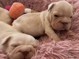French Bulldog dogs French bulldog puppies - Advert 1