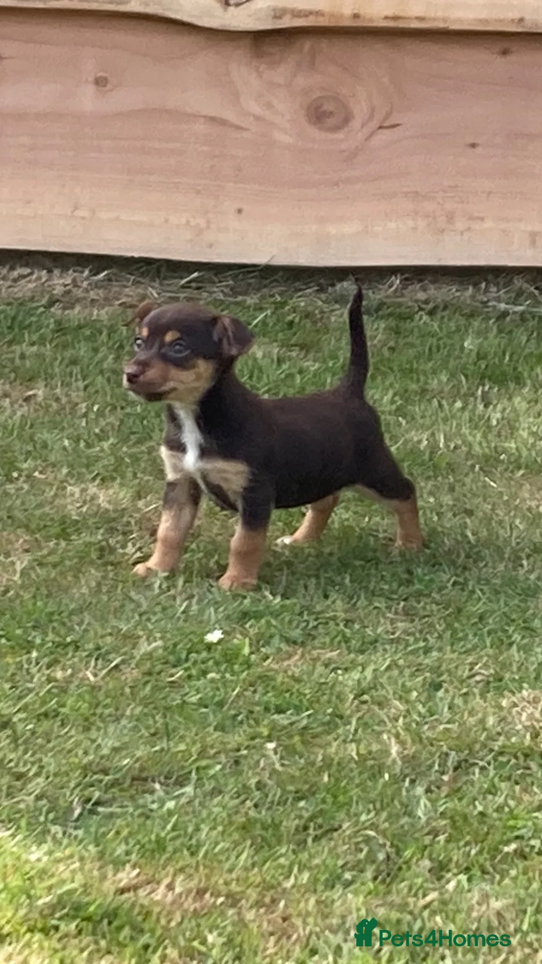 Jack Russell dogs for sale: Miniture Jack russell - Advert 2